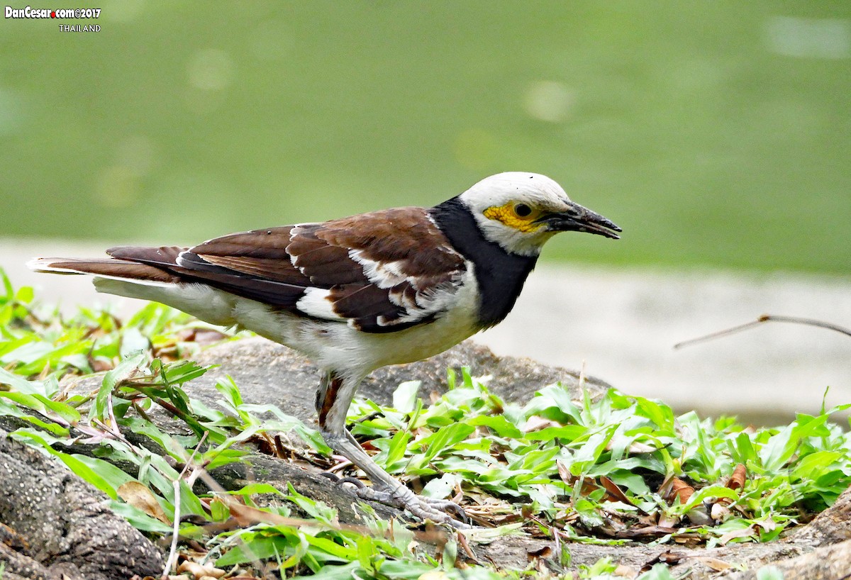 Black-collared Starling - DANNIE POLLEY