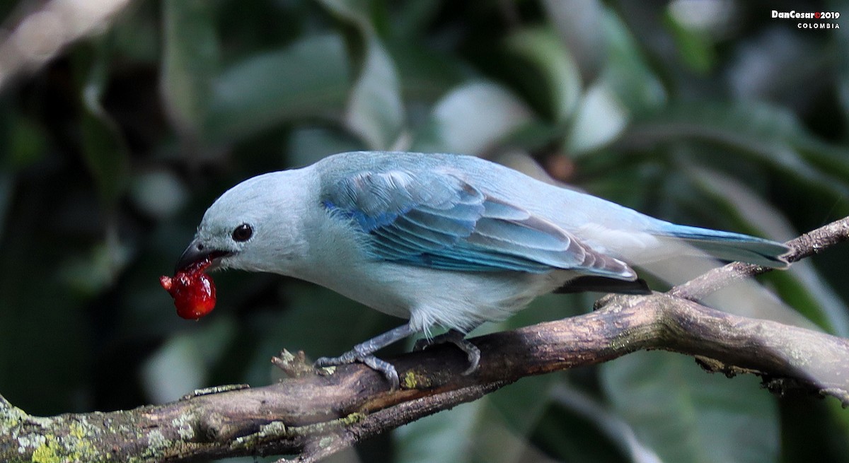 Blue-gray Tanager - DANNIE POLLEY