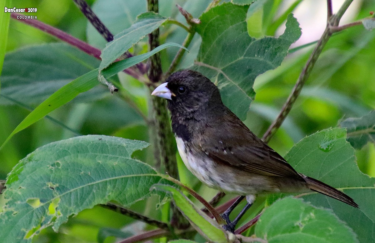 Yellow-bellied Seedeater - DANNIE POLLEY