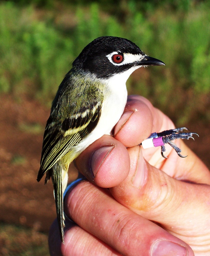 Black-capped Vireo - Chris Taylor