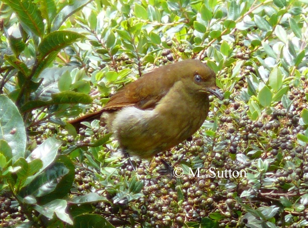 Crested Satinbird (Red) - Mark Sutton