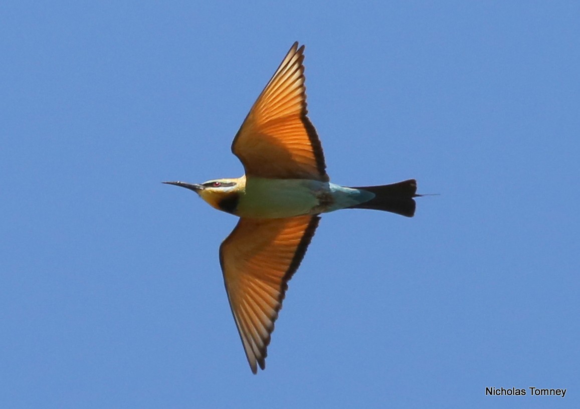 Rainbow Bee-eater - Nicholas Tomney