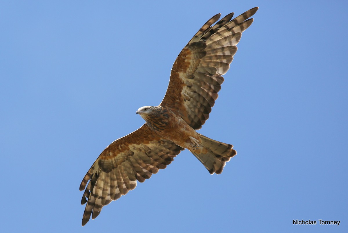Square-tailed Kite - Nicholas Tomney