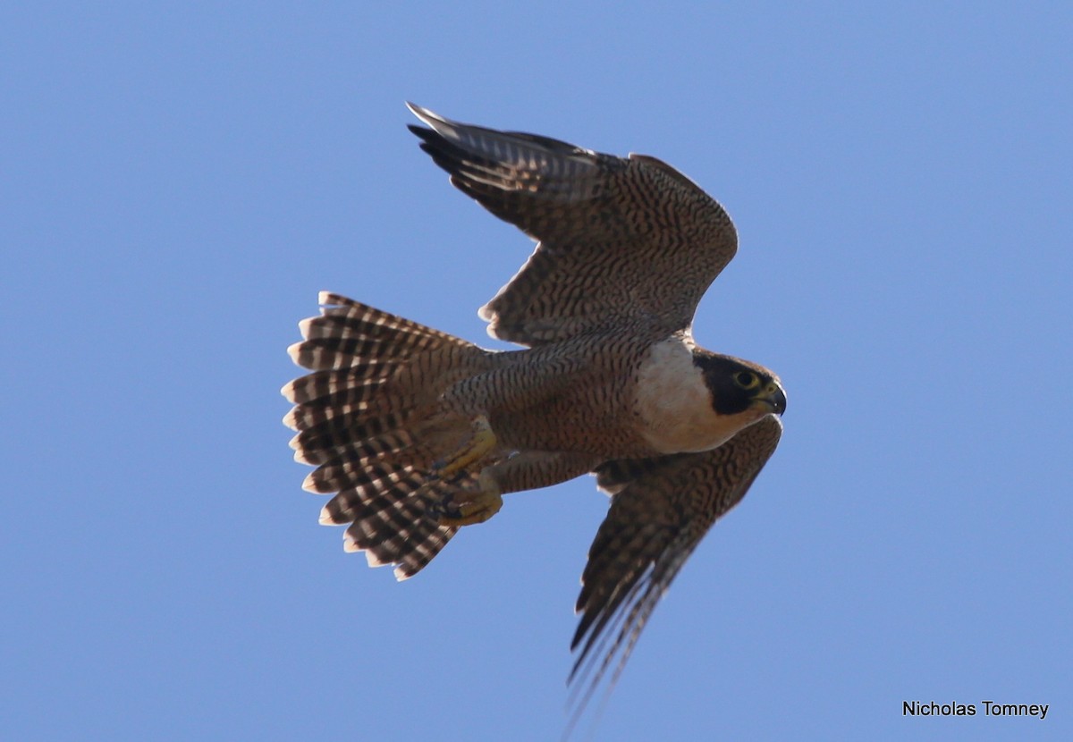 Peregrine Falcon (Australian) - Nicholas Tomney