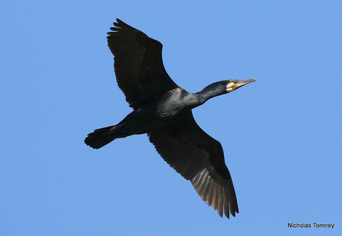 Great Cormorant (Australasian) - Nicholas Tomney