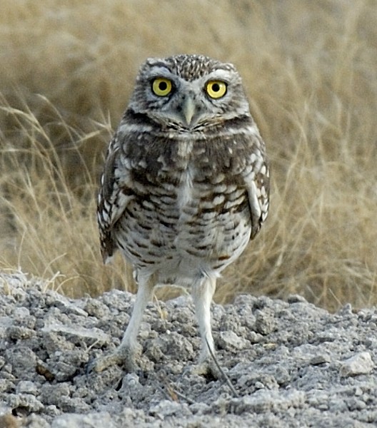 Burrowing Owl (Western) - Erik Breden