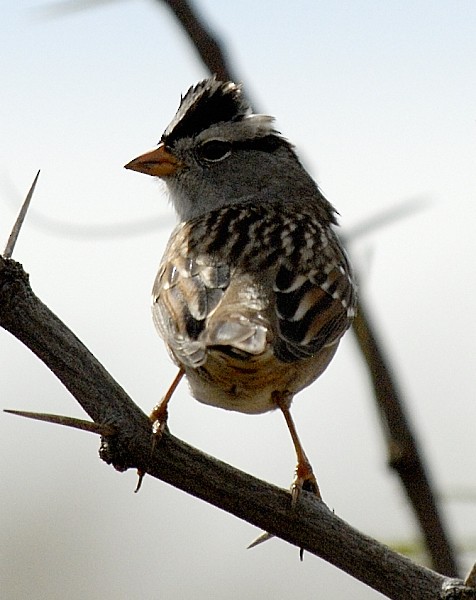 White-crowned Sparrow - ML204540281