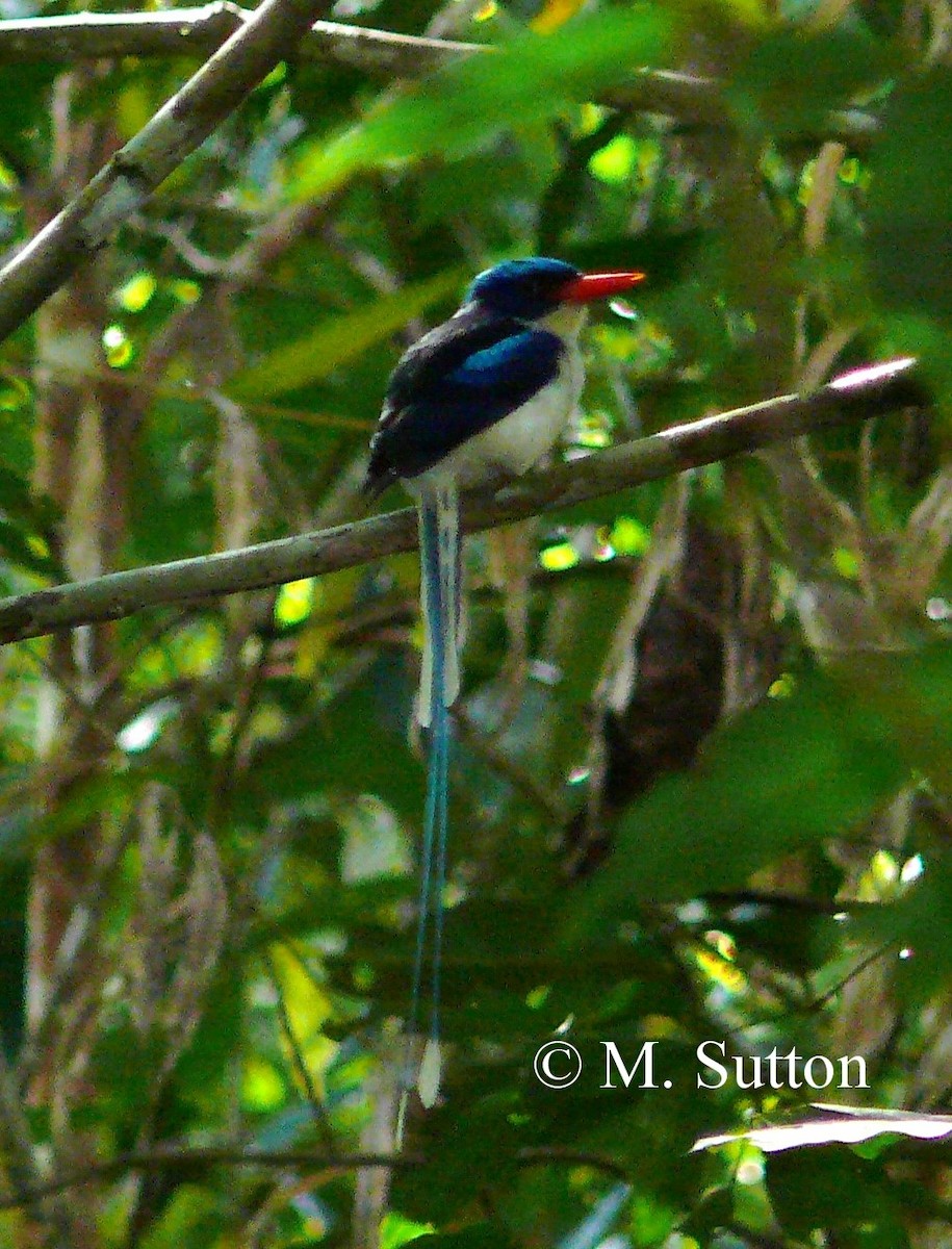 Common Paradise-Kingfisher - Mark Sutton