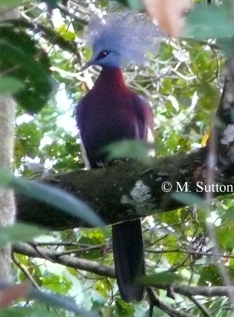 Sclater's Crowned-Pigeon - Mark Sutton
