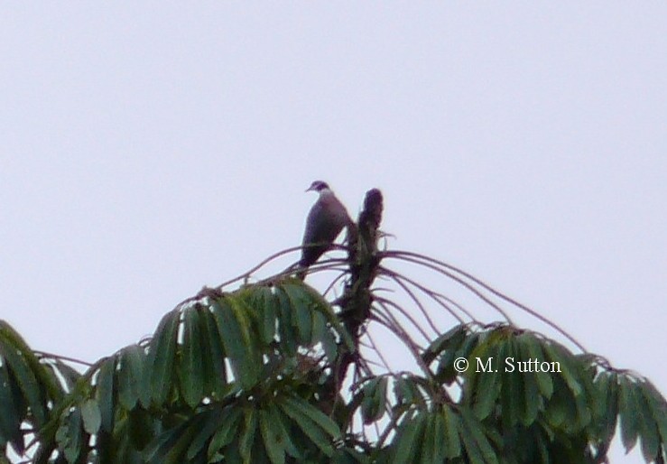 Collared Imperial-Pigeon - ML204540761
