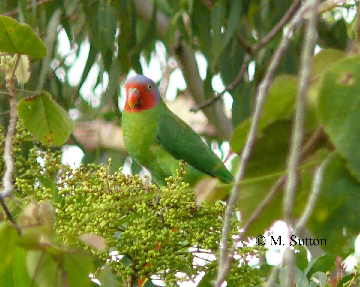 Red-cheeked Parrot - Mark Sutton