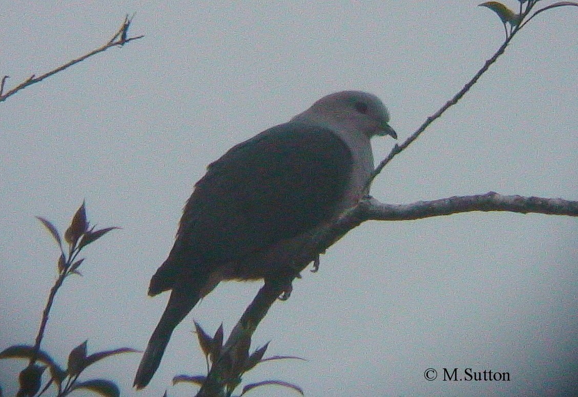 Dark-backed Imperial-Pigeon (Gray-crowned) - Mark Sutton