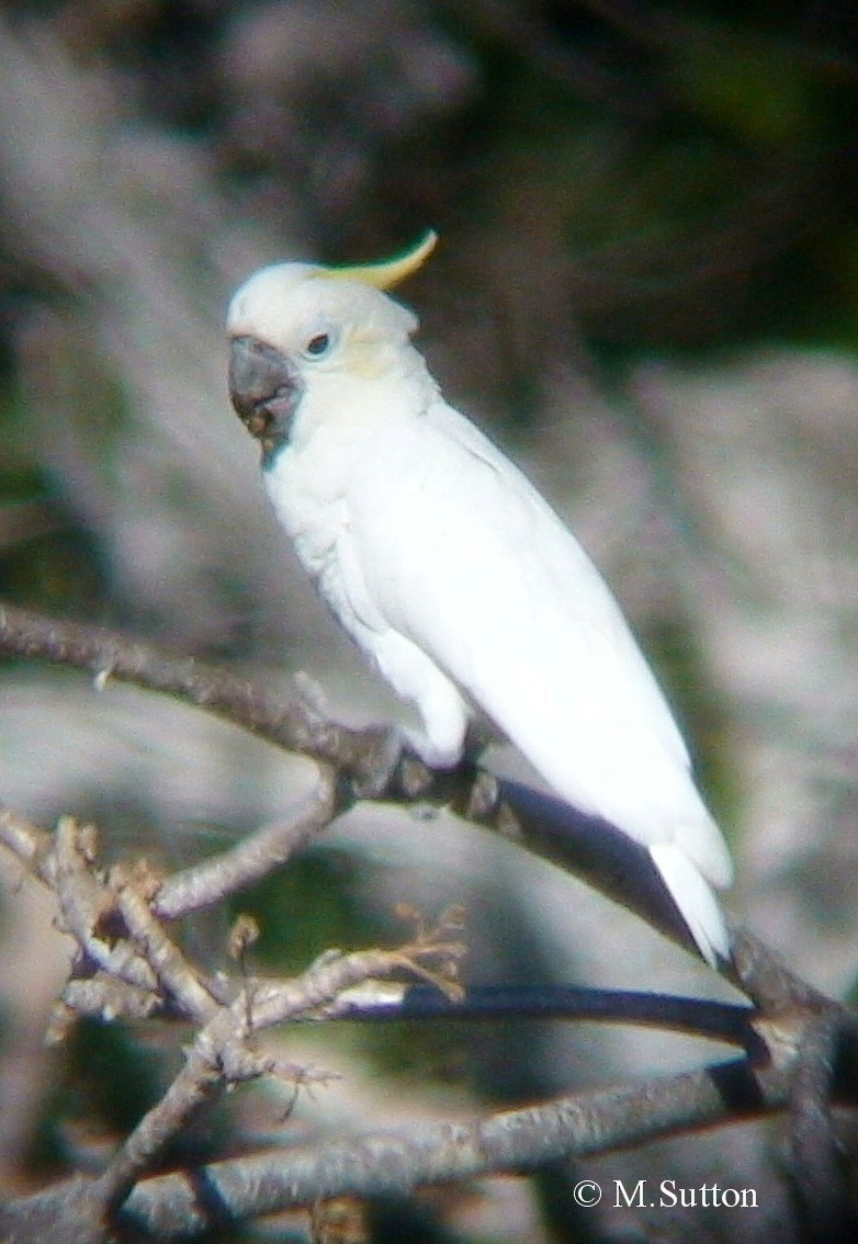 Yellow-crested Cockatoo - Mark Sutton