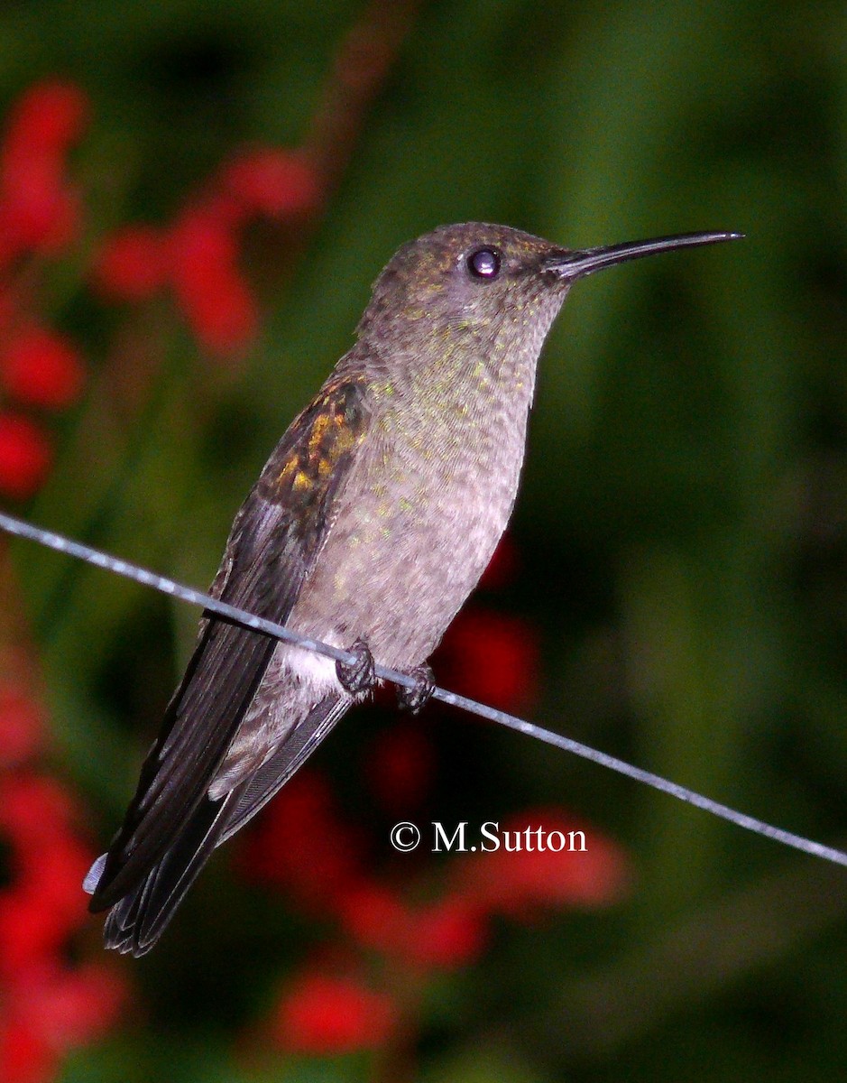 Sombre Hummingbird - ML204541111