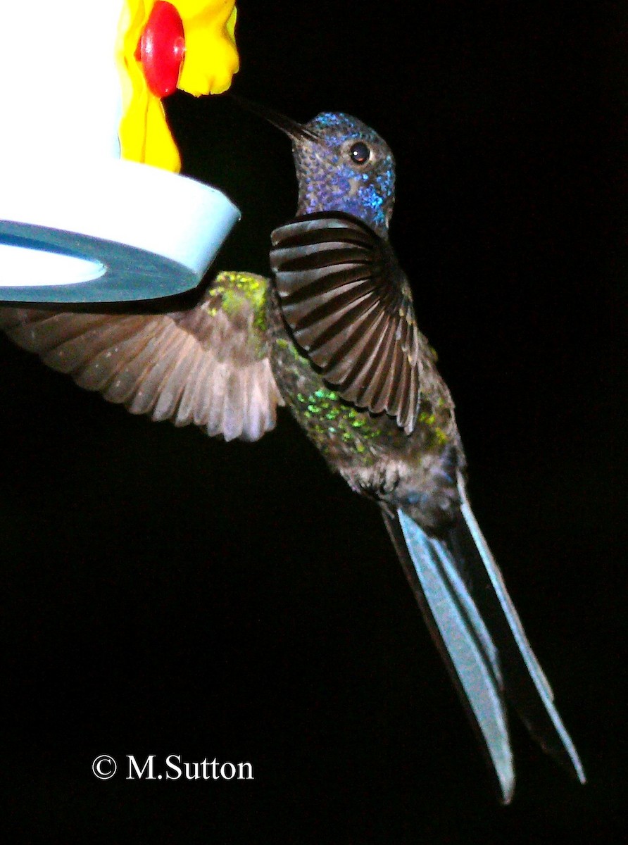 Swallow-tailed Hummingbird - ML204541121
