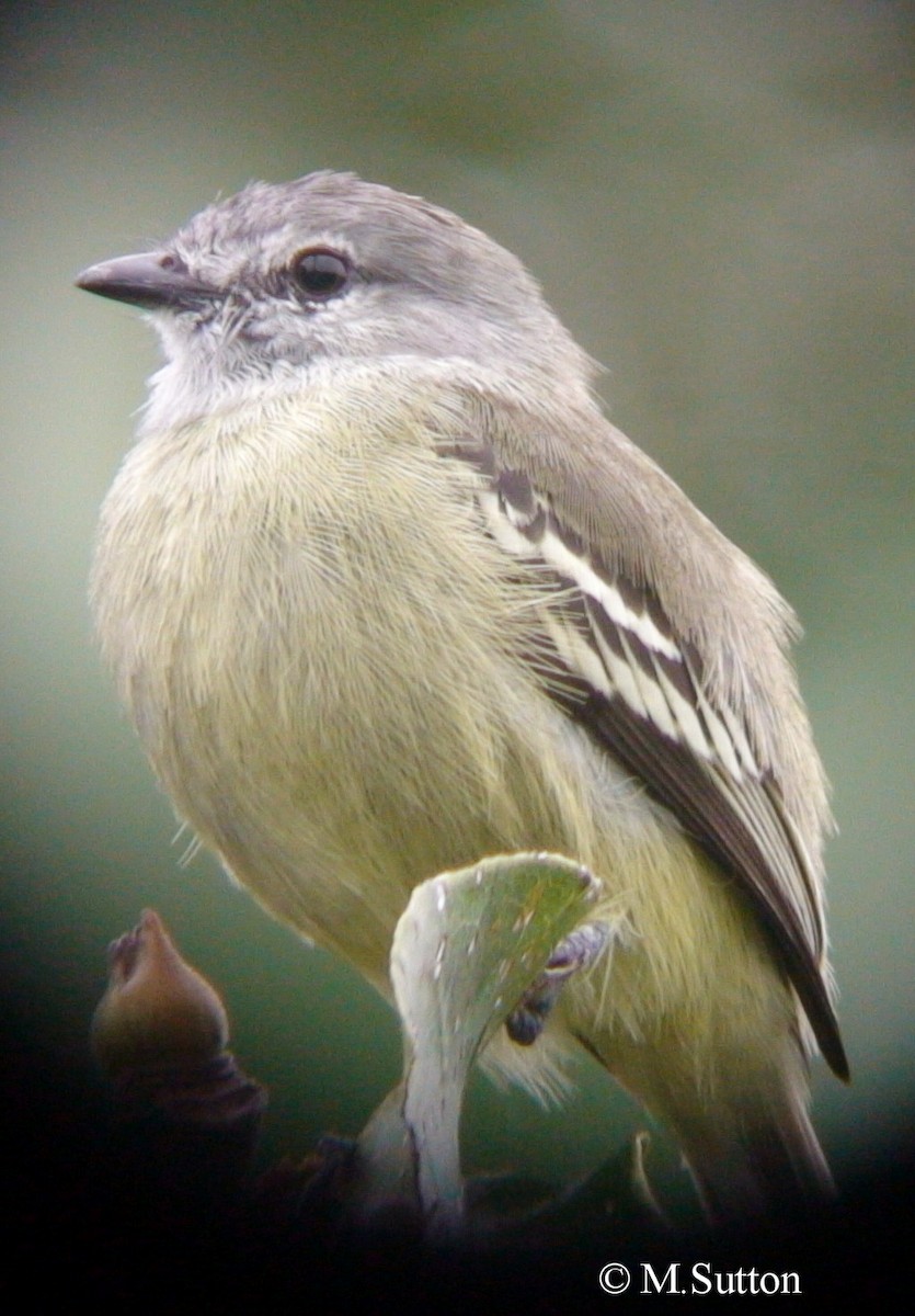 Yellow-crowned Tyrannulet - ML204541171