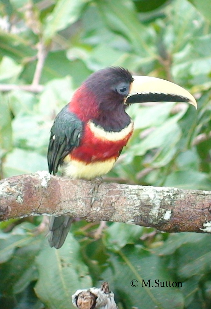 Red-necked Aracari (Western) - Mark Sutton