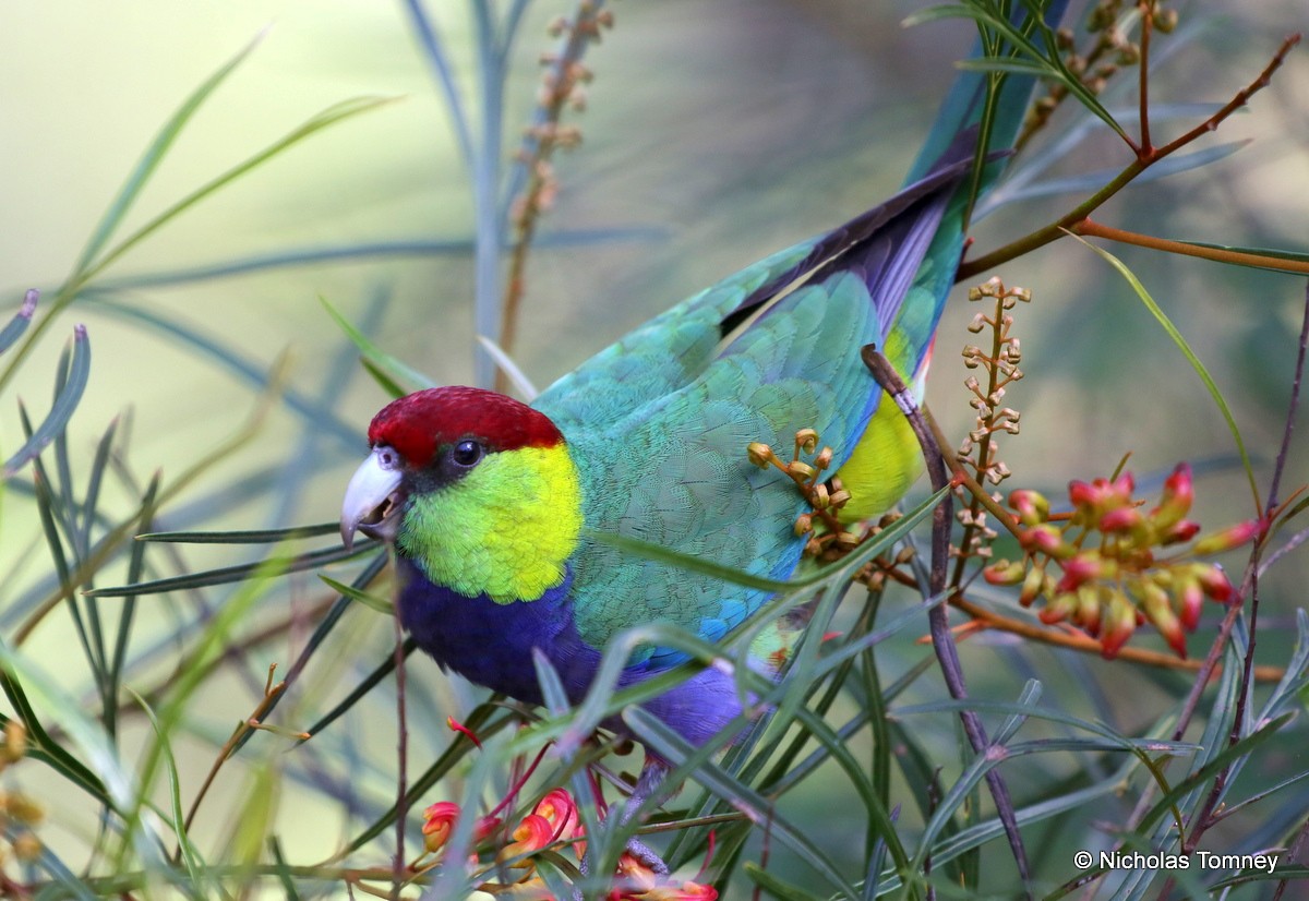 Red-capped Parrot - ML204541971