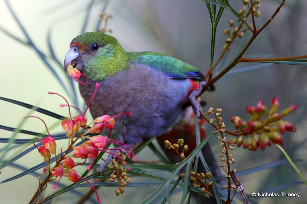 Red-capped Parrot - ML204542091