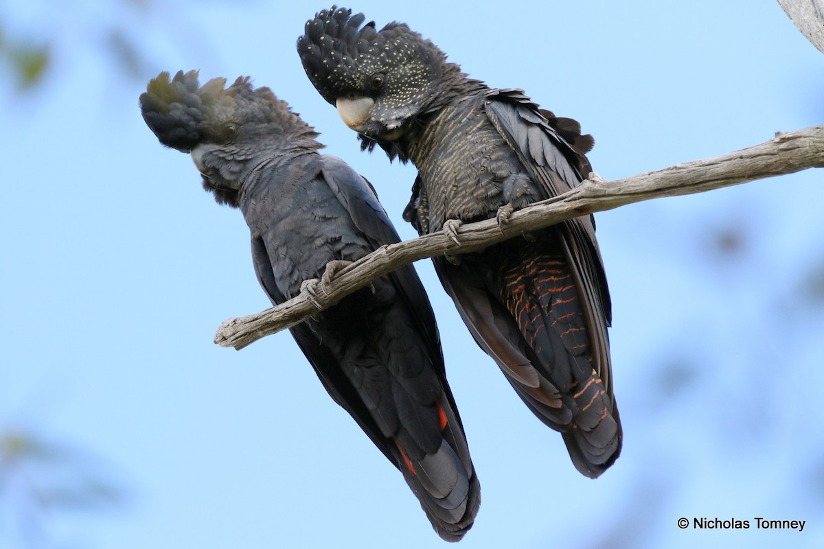 Red-tailed Black-Cockatoo - Nicholas Tomney