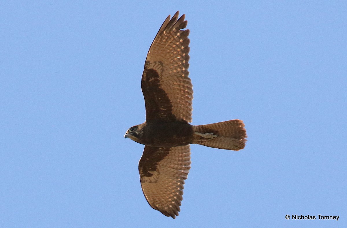 Brown Falcon - Nicholas Tomney