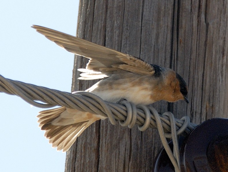 Cave Swallow (Texas) - Erik Breden