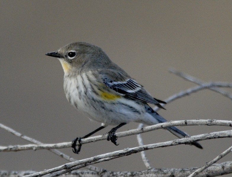 Yellow-rumped Warbler (Audubon's) - ML204542851