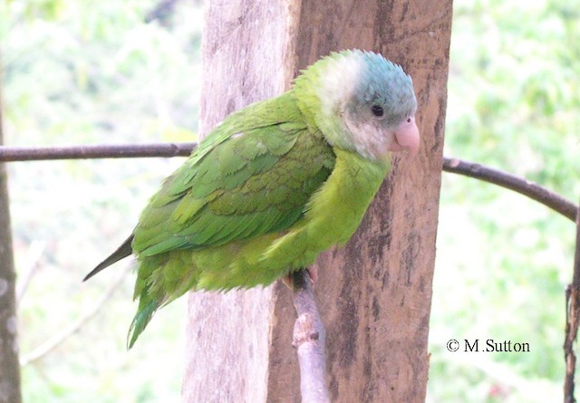 Gray store cheeked parakeet