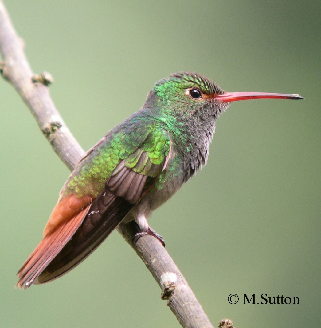 Rufous-tailed Hummingbird (Rufous-tailed) - Mark Sutton
