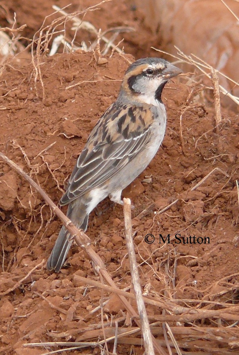 Shelley's Rufous Sparrow - ML204543261