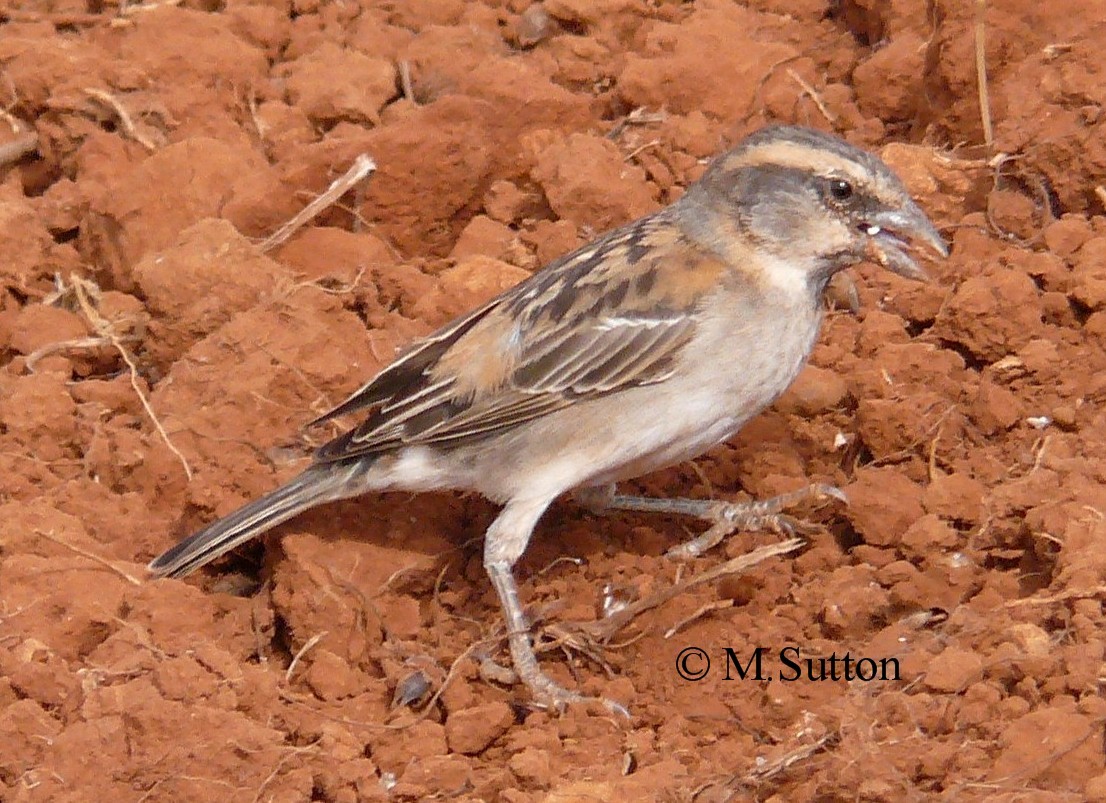 Shelley's Rufous Sparrow - Mark Sutton