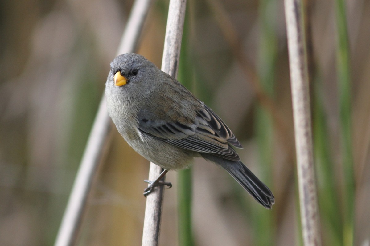 Band-tailed Seedeater - Mark Sutton