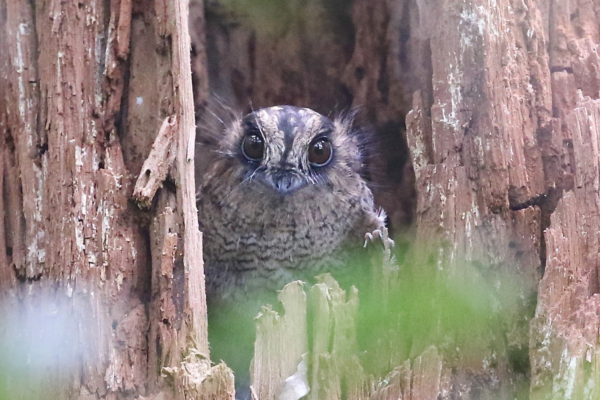 Vogelkop Owlet-nightjar - Mark Sutton