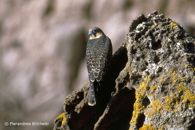Similar species: juvenile Eleonora's Falcon (<em class="SciName notranslate">Falco eleonorae</em>). - Eleonora's Falcon - 