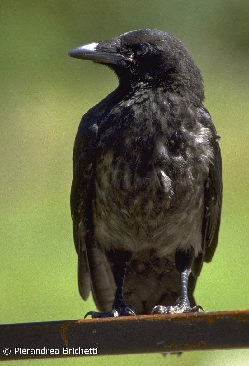 Carrion x Hooded Crow (hybrid) - ML204544571