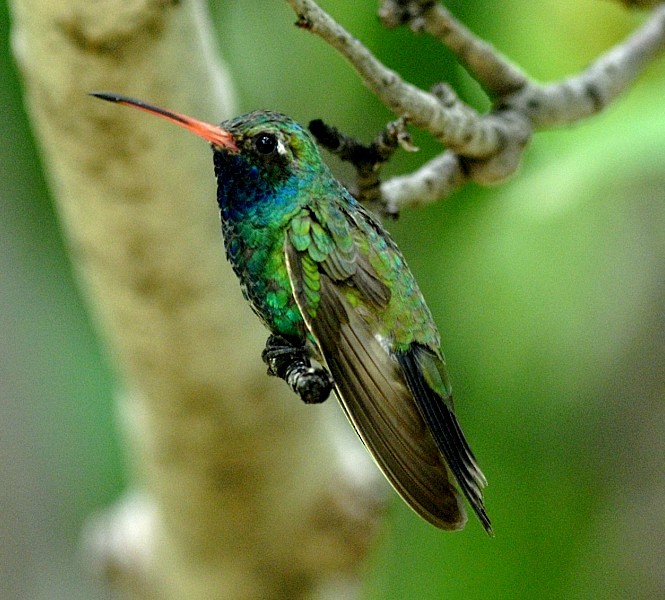 Broad-billed Hummingbird - Erik Breden