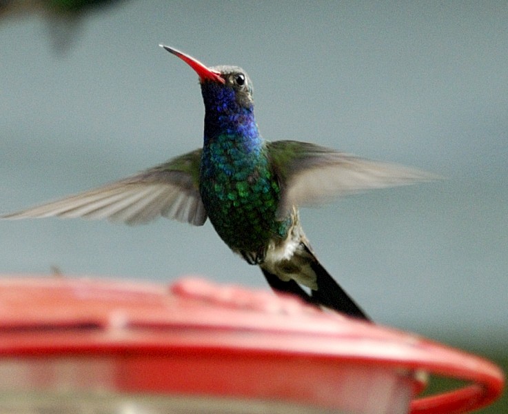 Broad-billed Hummingbird - Erik Breden