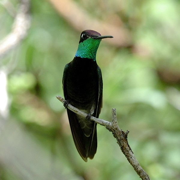 Rivoli's Hummingbird - Erik Breden
