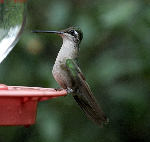 Rivoli's Hummingbird - Erik Breden