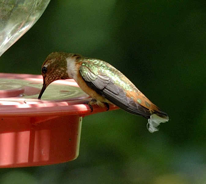 Rufous Hummingbird - Erik Breden