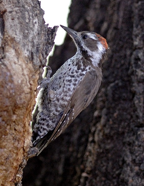 Arizona Woodpecker - Erik Breden