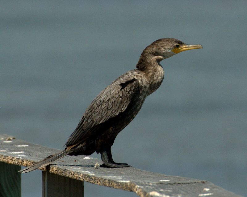 Neotropic Cormorant - Erik Breden