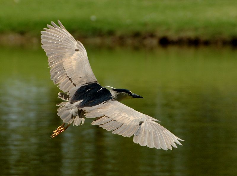 Black-crowned Night Heron (American) - ML204545131