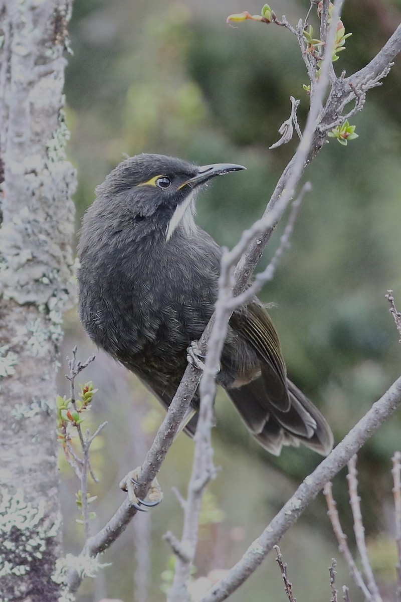 Méliphage à barbe courte eBird