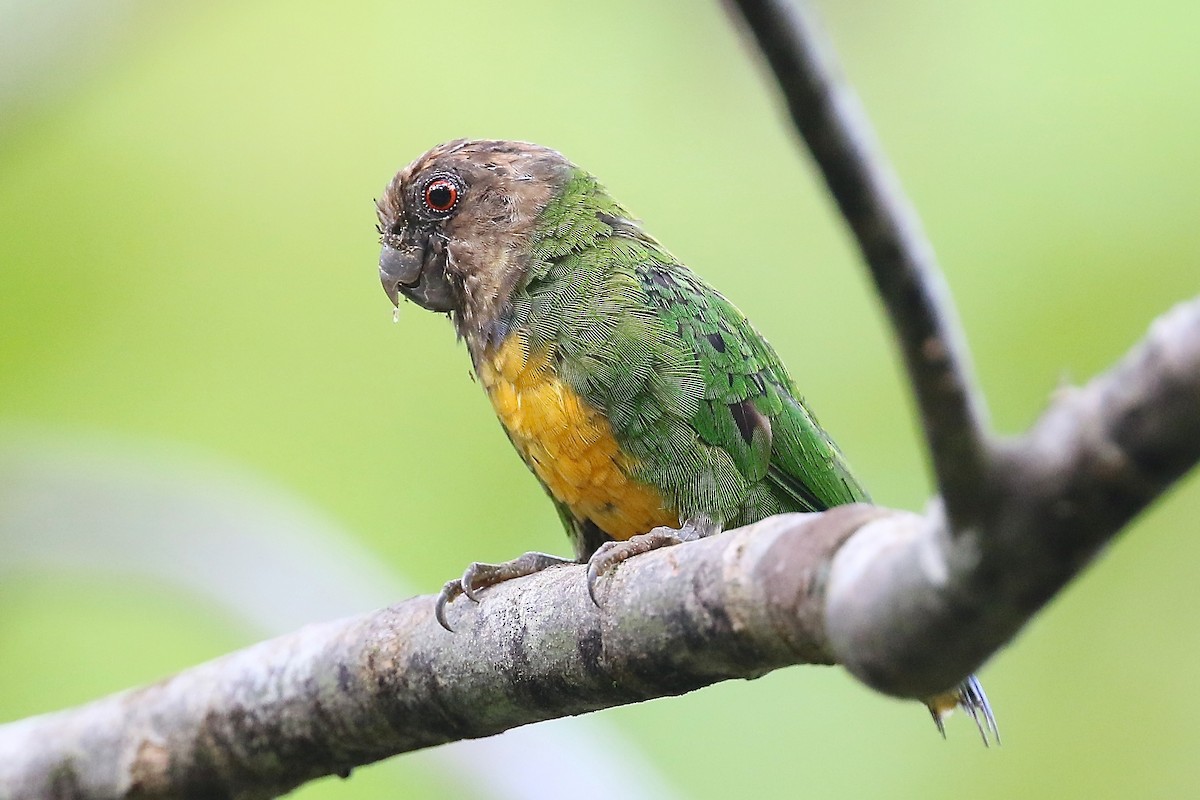 Geelvink Pygmy-Parrot - Mark Sutton