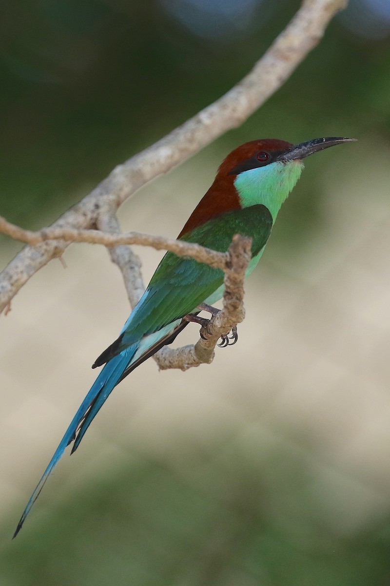 Rufous-crowned Bee-eater - ML204545331