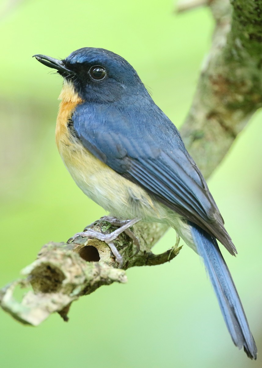 Mangrove Blue Flycatcher (Philippine) - Mark Sutton