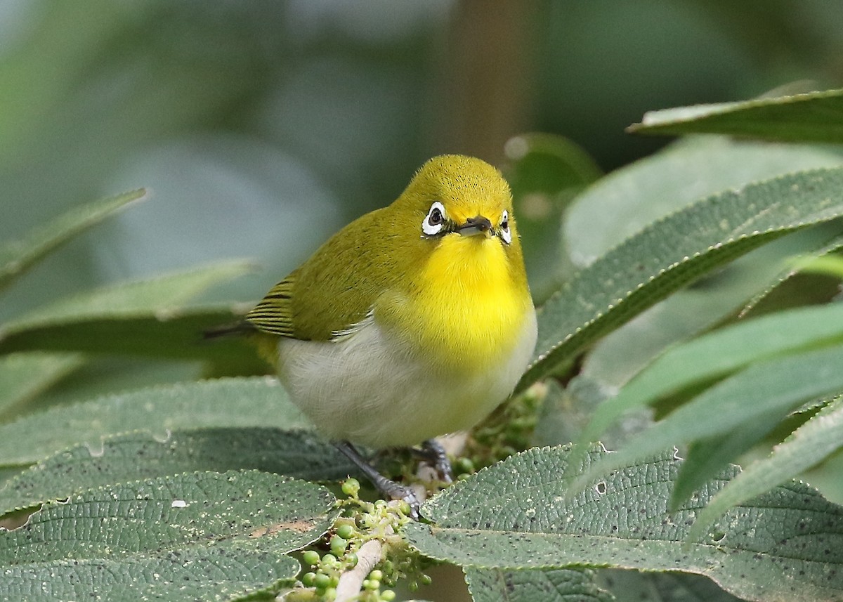 Warbling White-eye - Mark Sutton