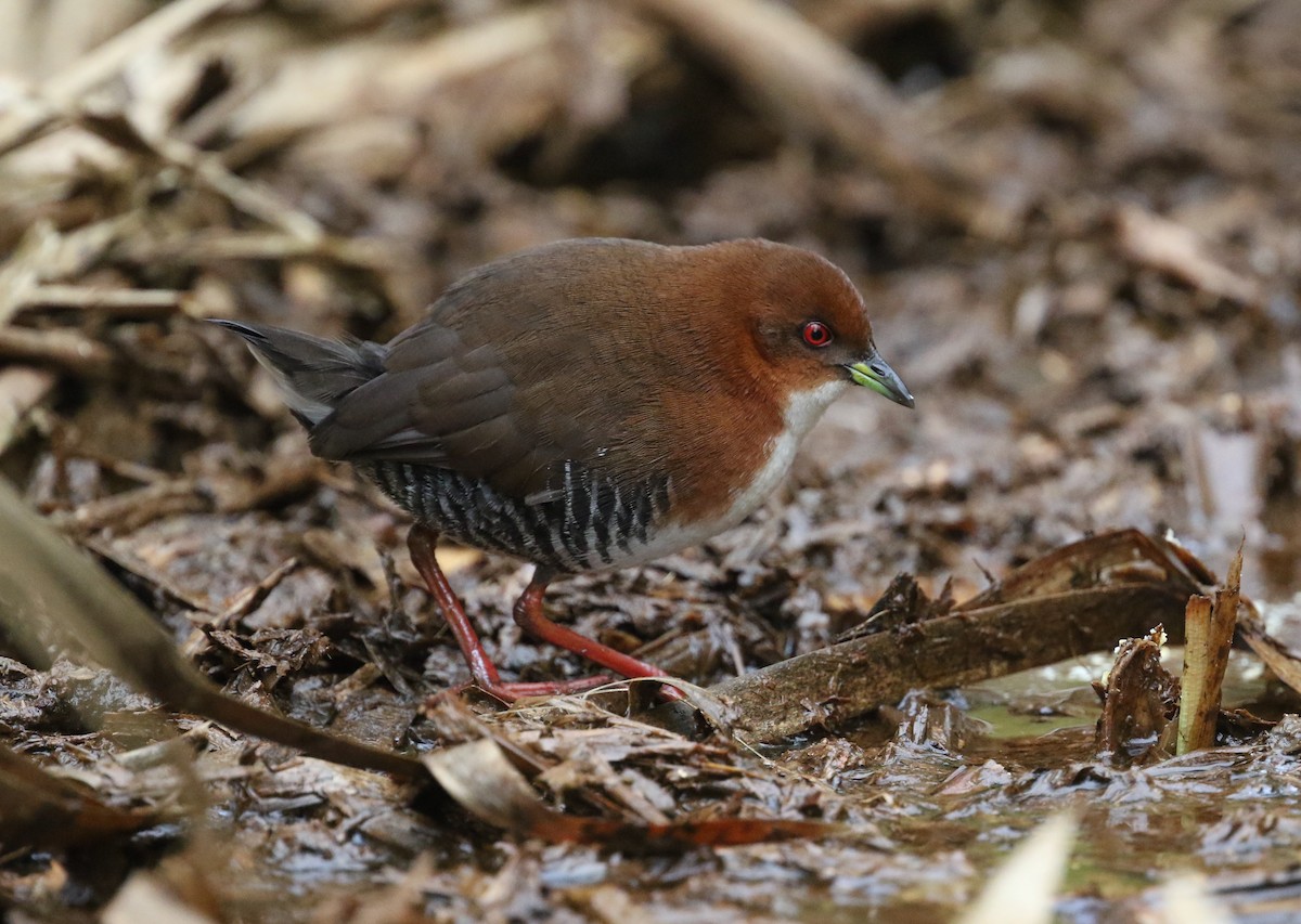 Red-and-white Crake - Mark Sutton