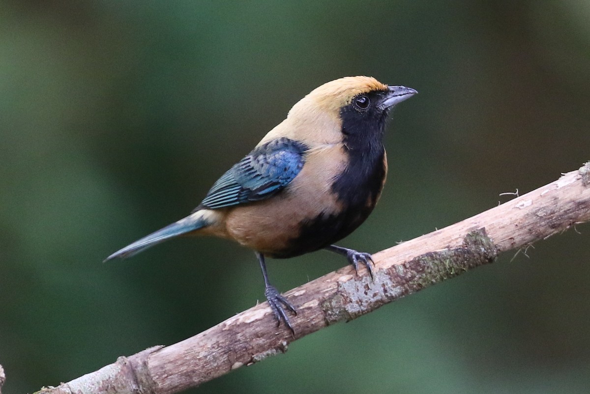 Burnished-buff Tanager (Stripe-bellied) - Mark Sutton